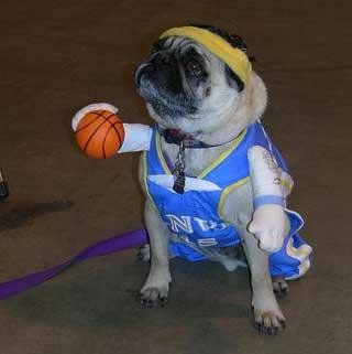 19_dog_basketball_player.jpg